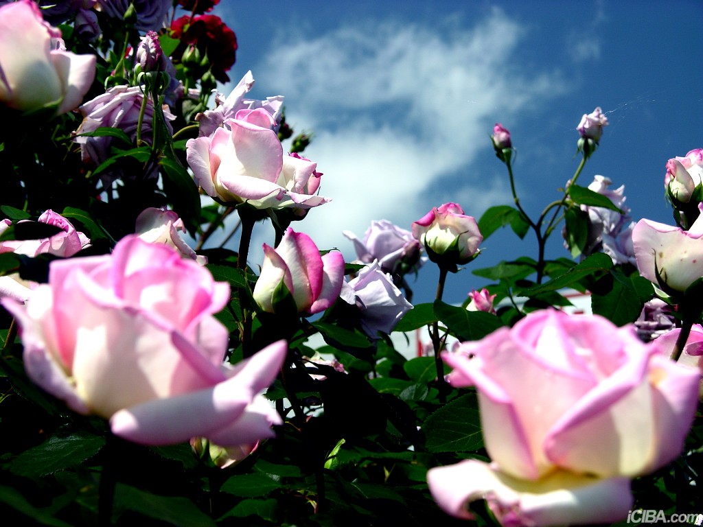 beats365(中国区)-唯一官方网站